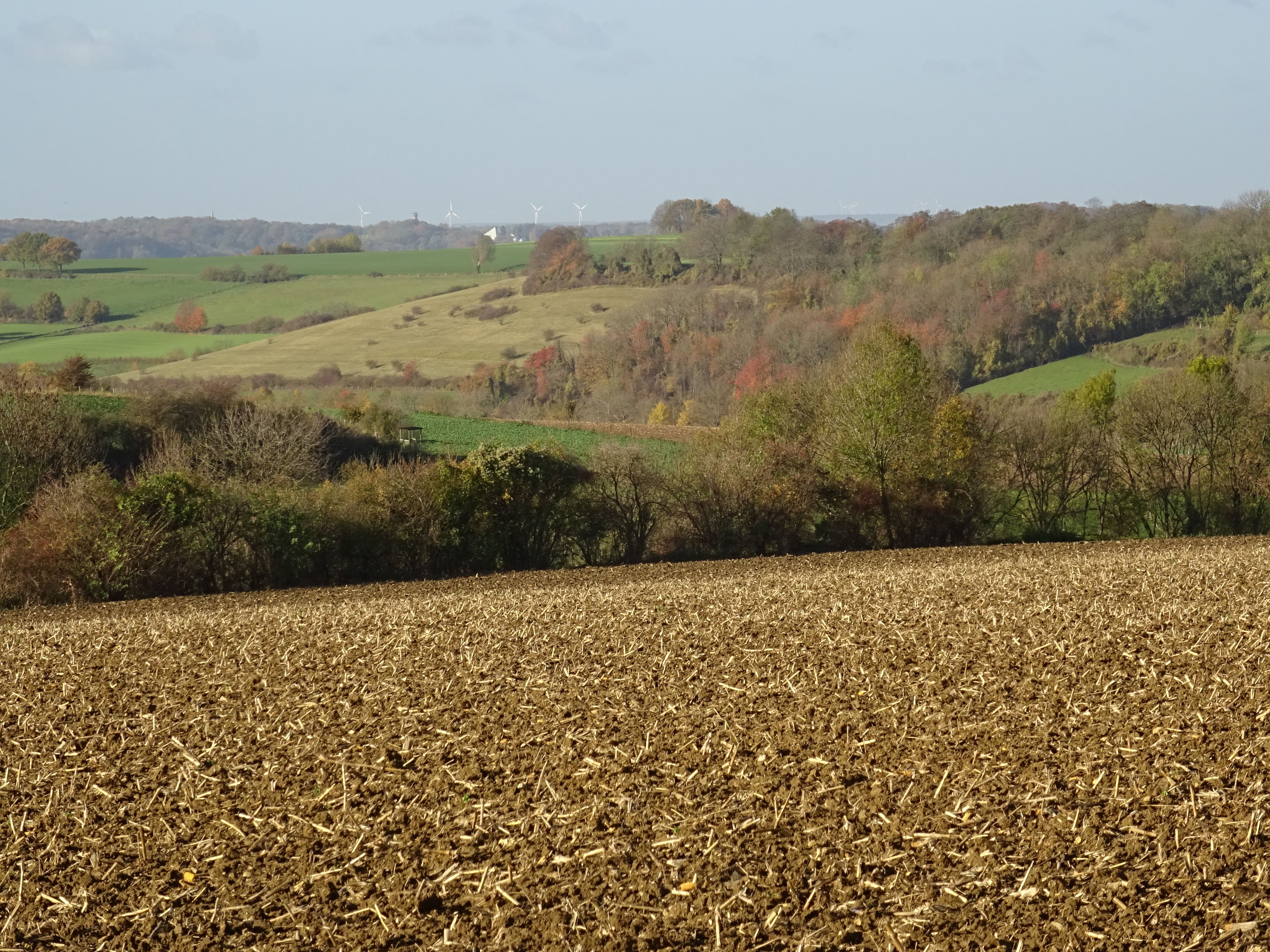 Michiel Wallis-de Vries